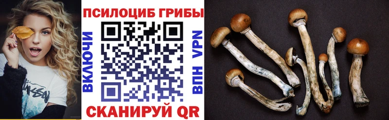 Купить  Себеж  Псилоцибиновые грибы мицелий 
